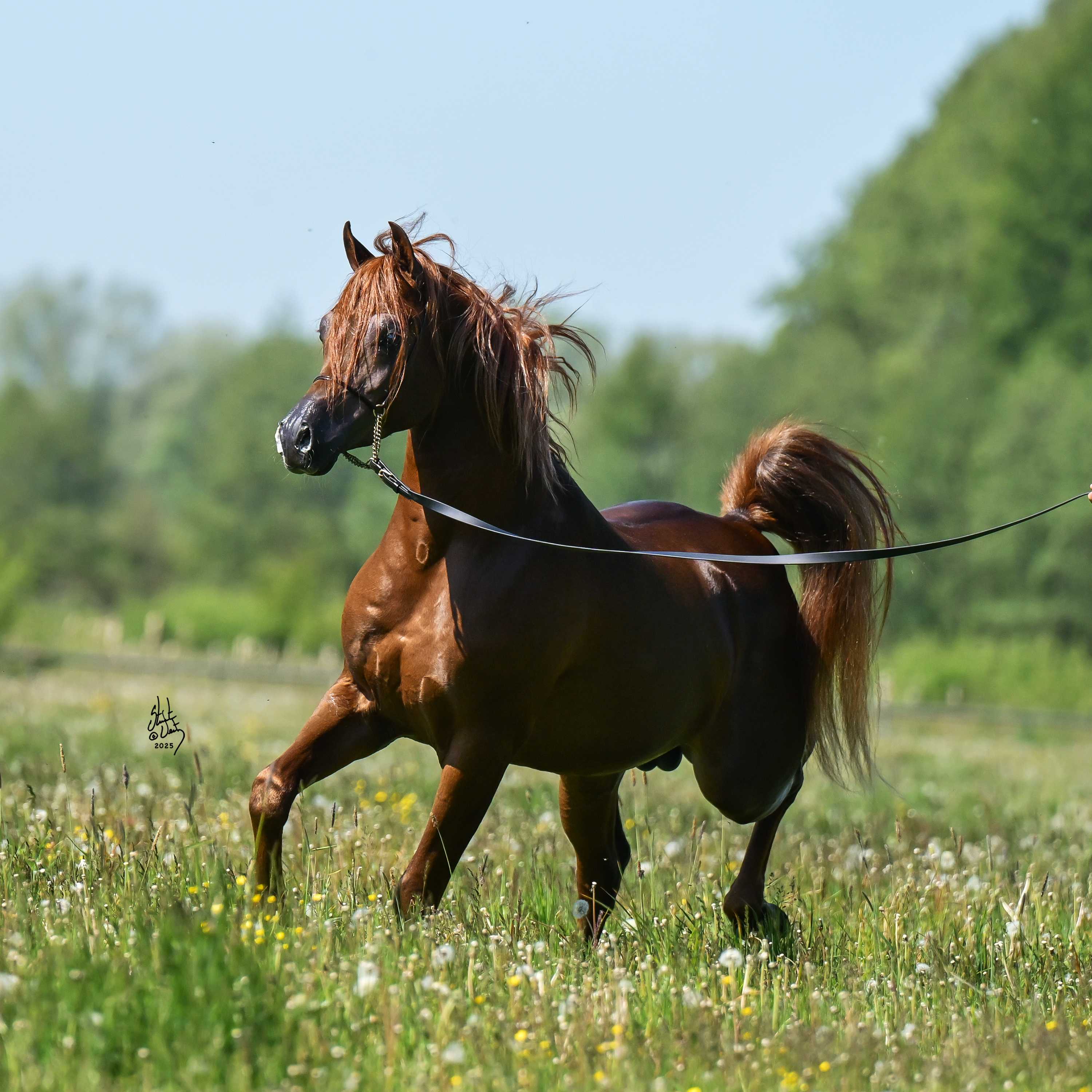 PAYAL — Stallion · 5y